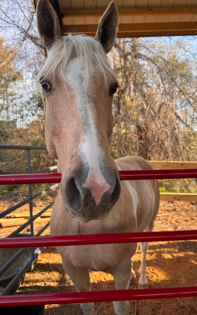 Light tan horse standing behind a red fence in a sunlit outdoor pen