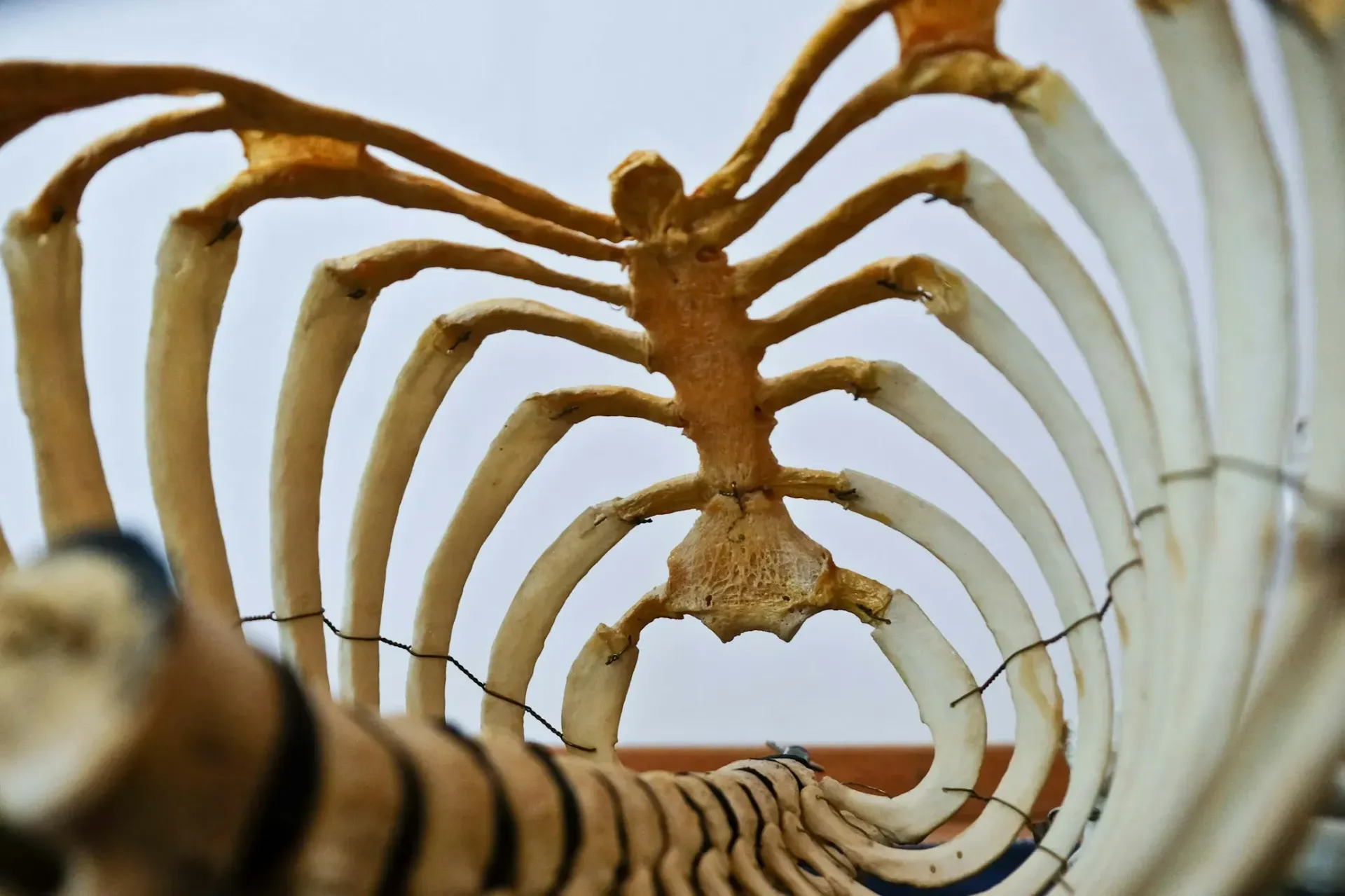 A close up of a skeleton with a wire around it