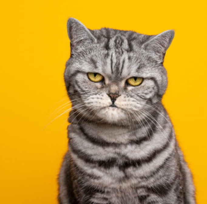 cat