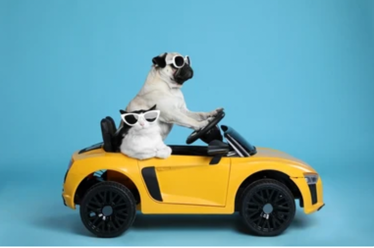 dog