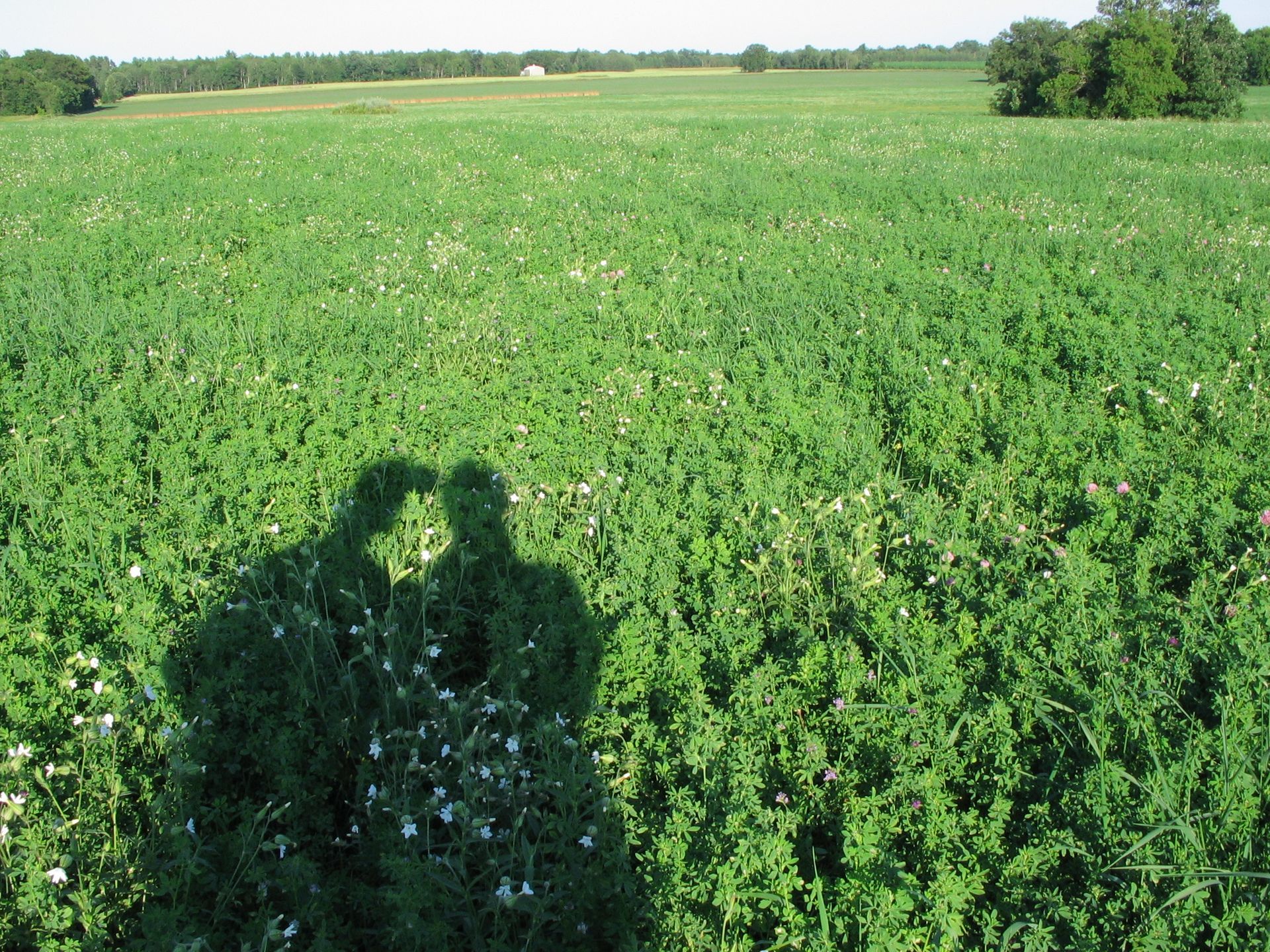 photo of rural field and shadows of people