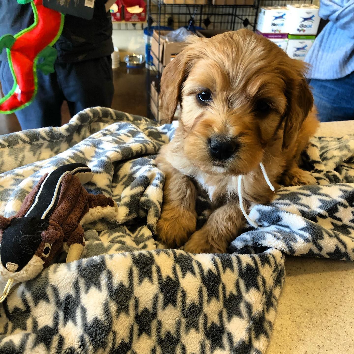 A golden-brown puppy sits on a black and white patterned blanket, looking at the camera with a toy in its mouth.