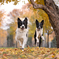 Two border collies run excitedly through a park covered in fallen autumn leaves under a tree.