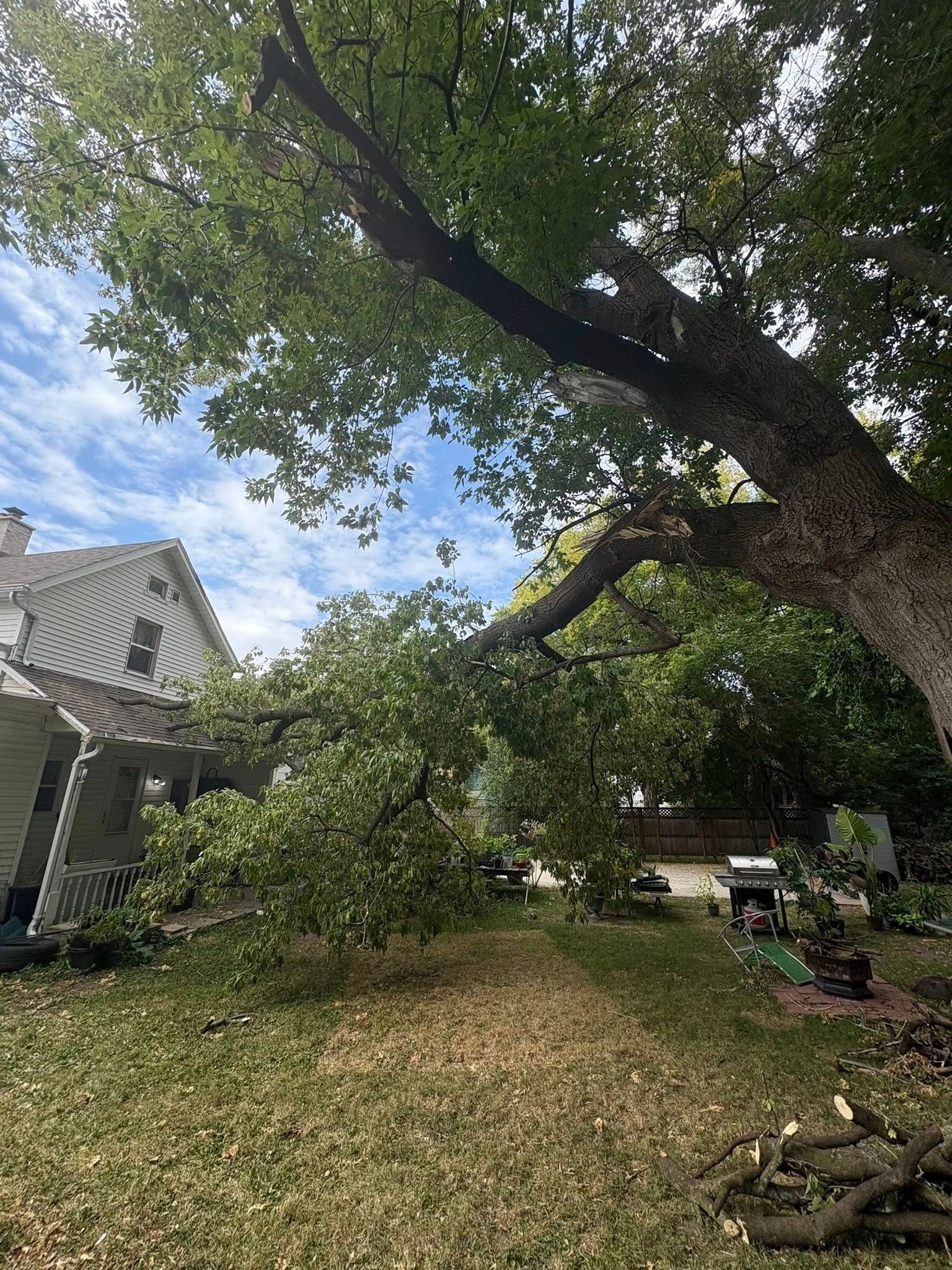 Emergency Tree Removal in Appleton, WI