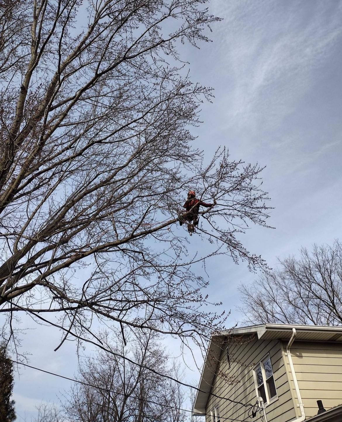 Tree Pruning in Appleton, WI