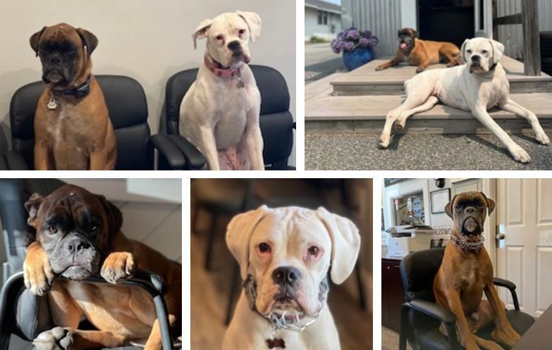 A collage of four pictures of dogs sitting in chairs.