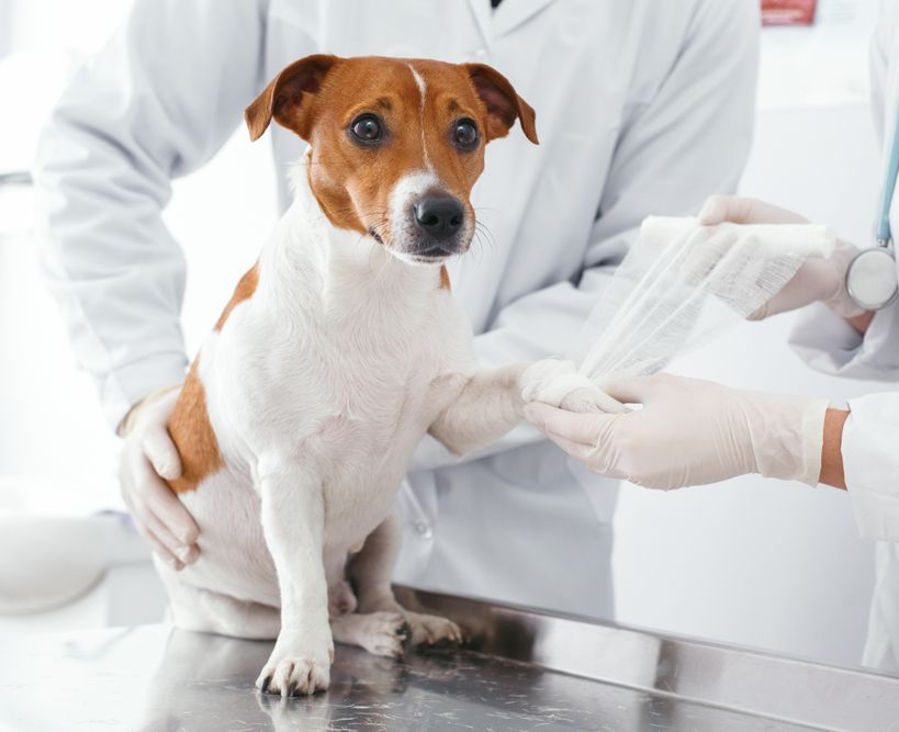 Dog with bandaged paw at vet clinic. Veterinarians in white coats and gloves tending to the dog — Tanilba Bay Vet in Tanilba Bay, NSW