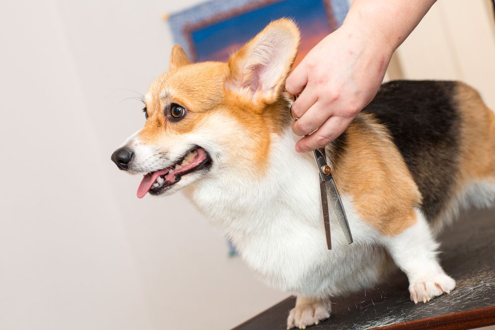 A groomer uses thinning shears to trim the coat of a tri-colored Corgi — Tanilba Bay Vet in Tanilba Bay, NSW