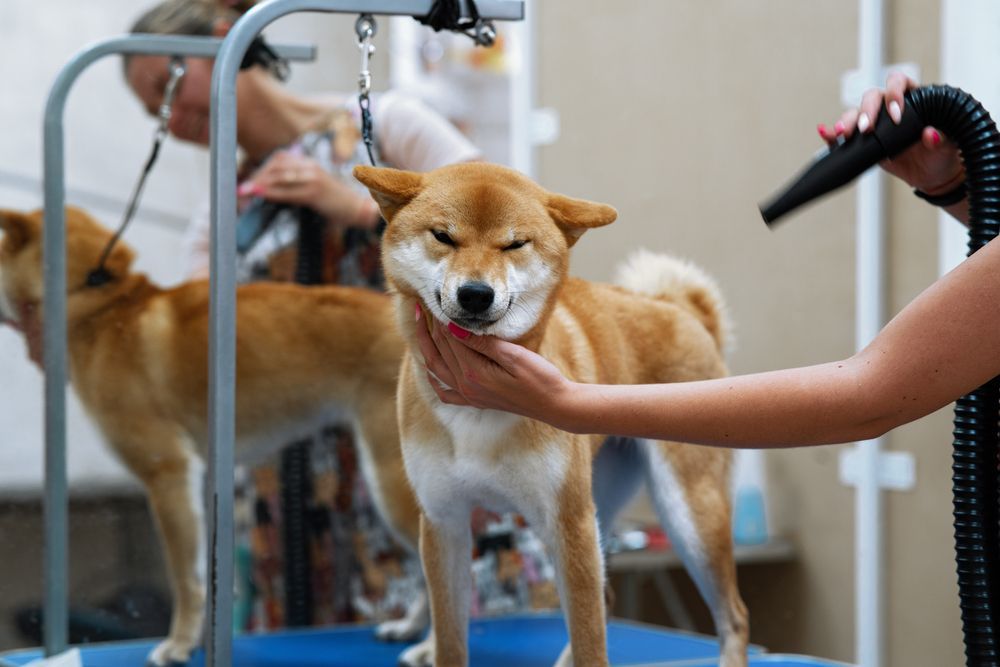 A Shiba Inu Being Groomed, Getting Face Pet While Being Dried by A Blow Dryer — Tanilba Bay Vet in Tanilba Bay, NSW