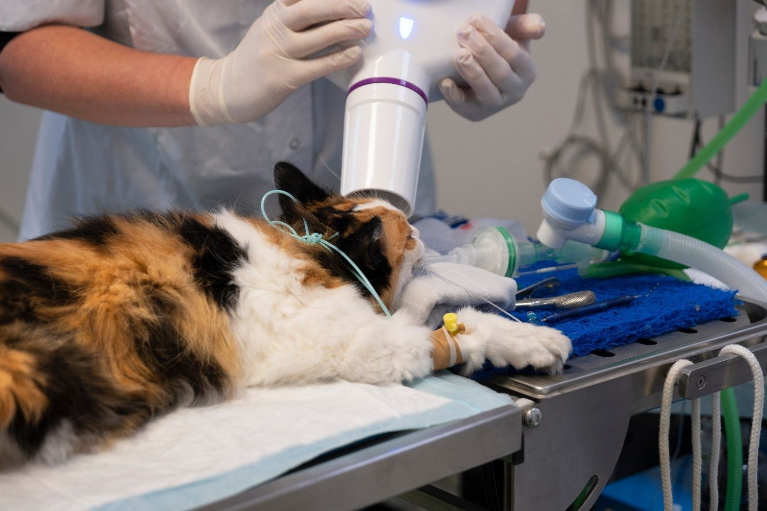 Calico Cat Under Anesthesia on A Surgical Table, Receiving Treatment — Tanilba Bay Vet in Tanilba Bay, NSW