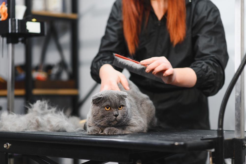 A groomer brushes a gray Scottish Fold cat on a grooming table — Tanilba Bay Vet in Tanilba Bay, NSW