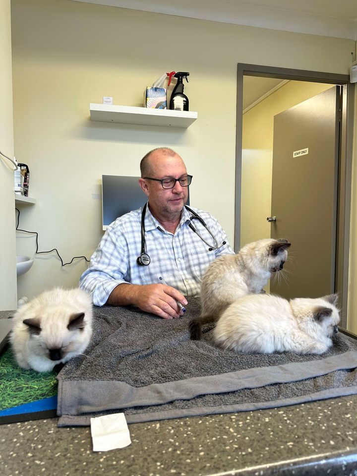 Veterinarian with Stethoscope Examining Three Fluffy Siamese Cats in An Exam Room — Tanilba Bay Vet in Tanilba Bay, NSW