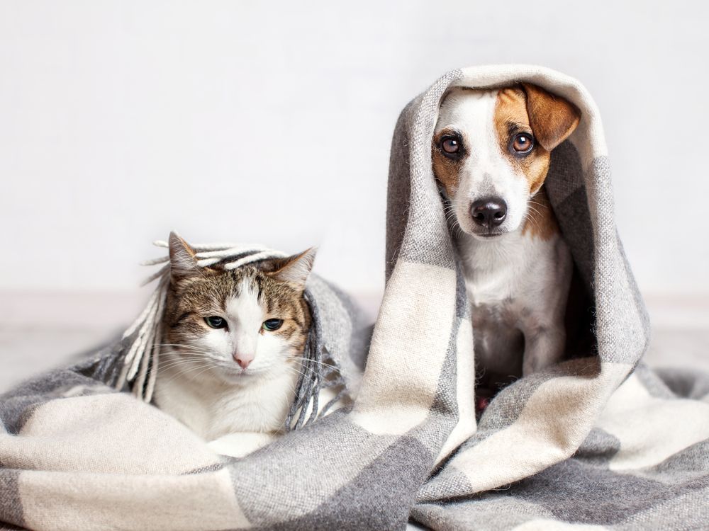 Cat and dog under a gray blanket — Tanilba Bay Vet in Tanilba Bay, NSW