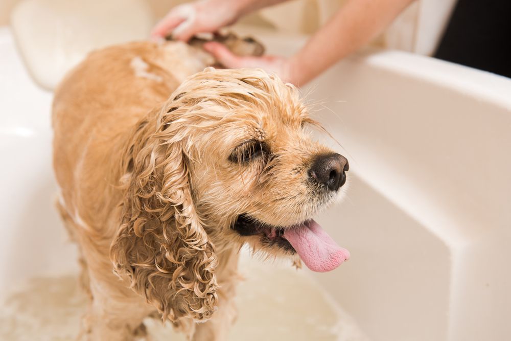 Dog Being Bathed in A White Tub, Tongue Out, Light Brown Fur, Person's Hands Washing It — Tanilba Bay Vet in Medowie, NSW
