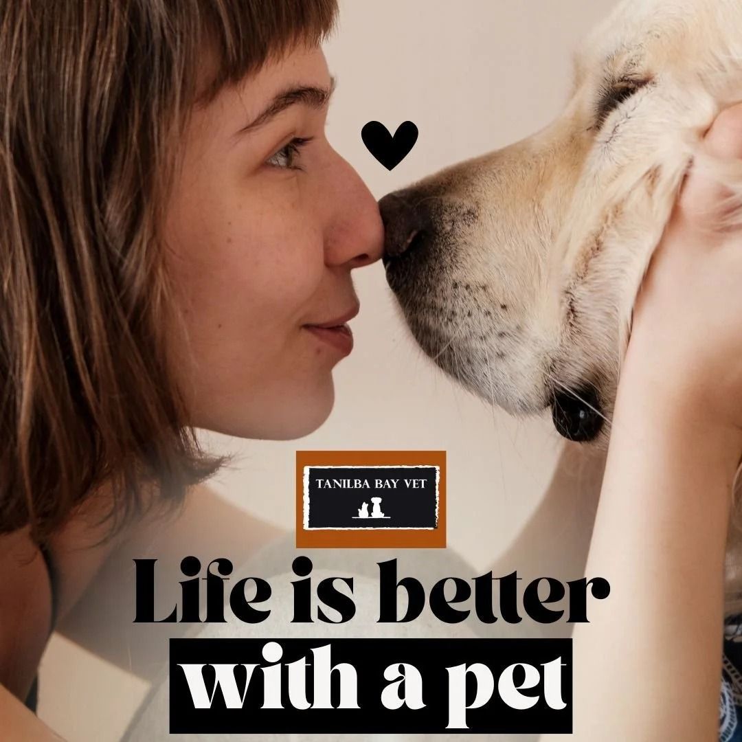 Woman and Golden Retriever Touching Noses, Black Heart Graphic — Tanilba Bay Vet in Tanilba Bay, NSW