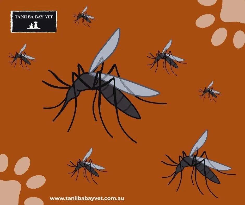 Mosquitoes Swarm on An Orange Background, with White Paw Prints — Tanilba Bay Vet in Tanilba Bay, NSW