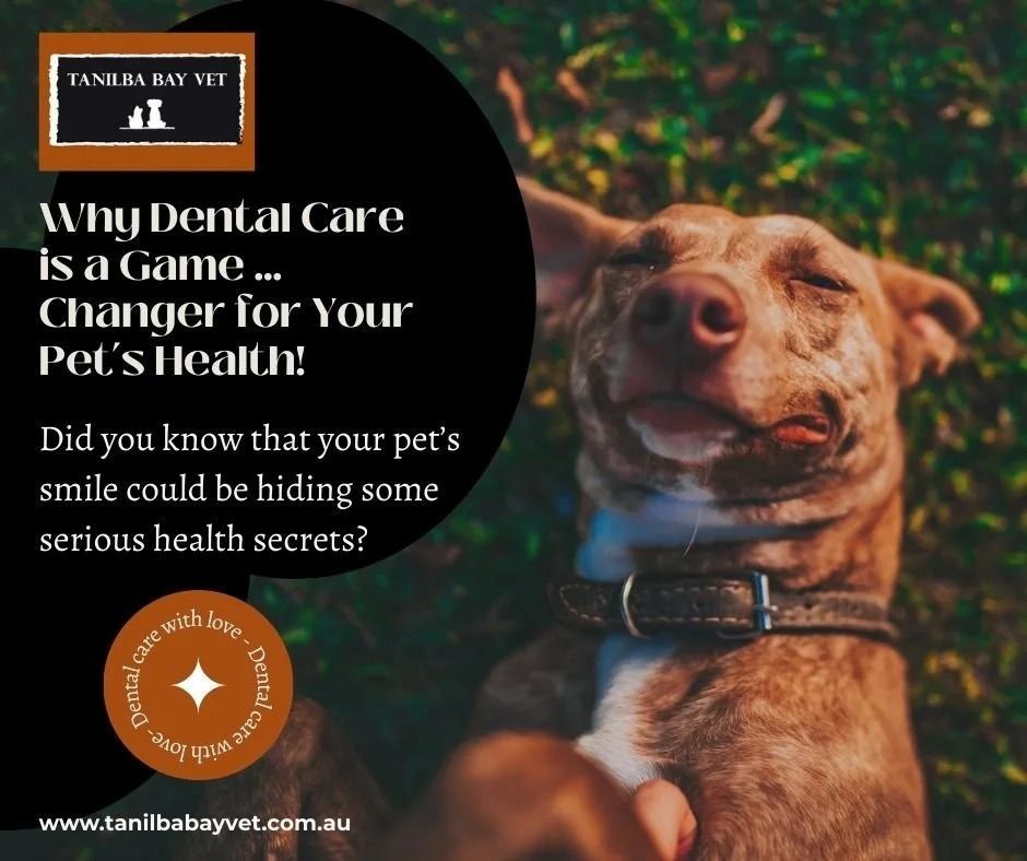 Smiling Dog, Dental Care Ad Text on A Black Background, Tanilba Bay Vet Logo — Tanilba Bay Vet in Tanilba Bay, NSW