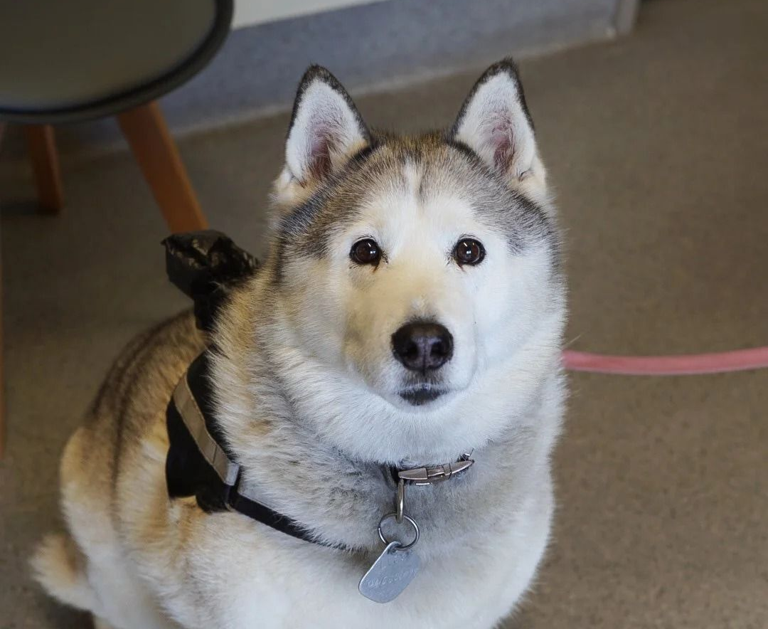 A Husky Dog with A White and Gray Coat Sits and Looks Forward — Tanilba Bay Vet in Tanilba Bay, NSW