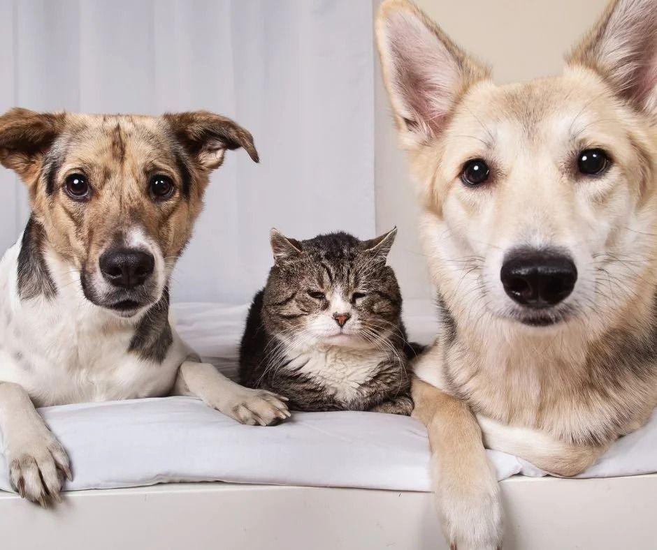 Two Dogs and A Cat Lie on A White Surface, the Cat Is in The Center, Looking Grumpy — Tanilba Bay Vet in Tanilba Bay, NSW