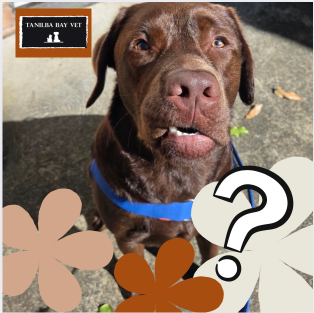 Chocolate Labrador with Quirky Expression, Blue Harness, Flowers, Question Mark — Tanilba Bay Vet in Tanilba Bay, NSW