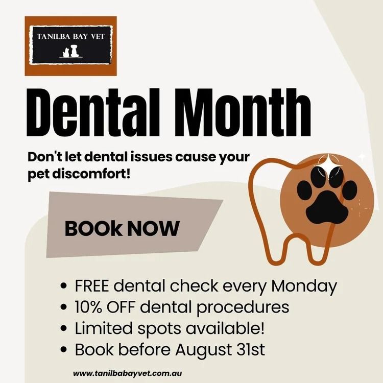 Dental Month Promotion: Free Dental Checks, 10% Off Procedures — Tanilba Bay Vet in Tanilba Bay, NSW