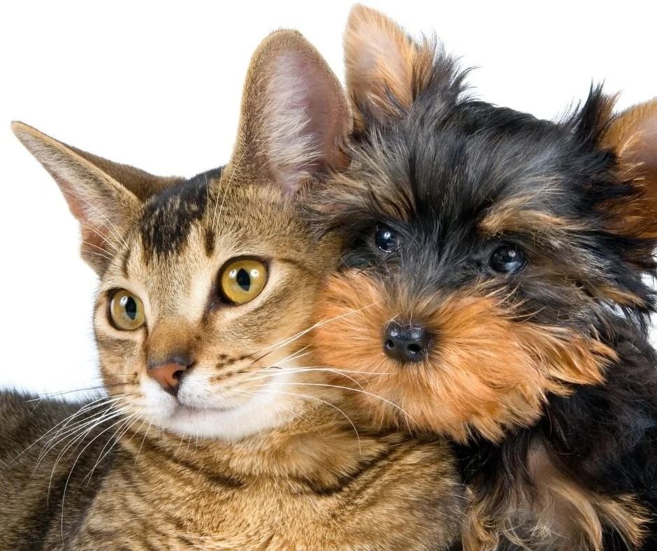 Cat and Small Dog Snuggled Together, Both Looking Forward — Tanilba Bay Vet in Tanilba Bay, NSW
