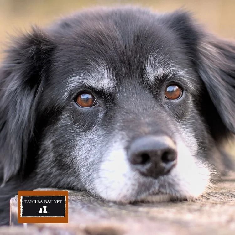 Close-Up of A Black Dog with Graying Muzzle and Kind Brown Eyes Resting Its Head — Tanilba Bay Vet in Tanilba Bay, NSW