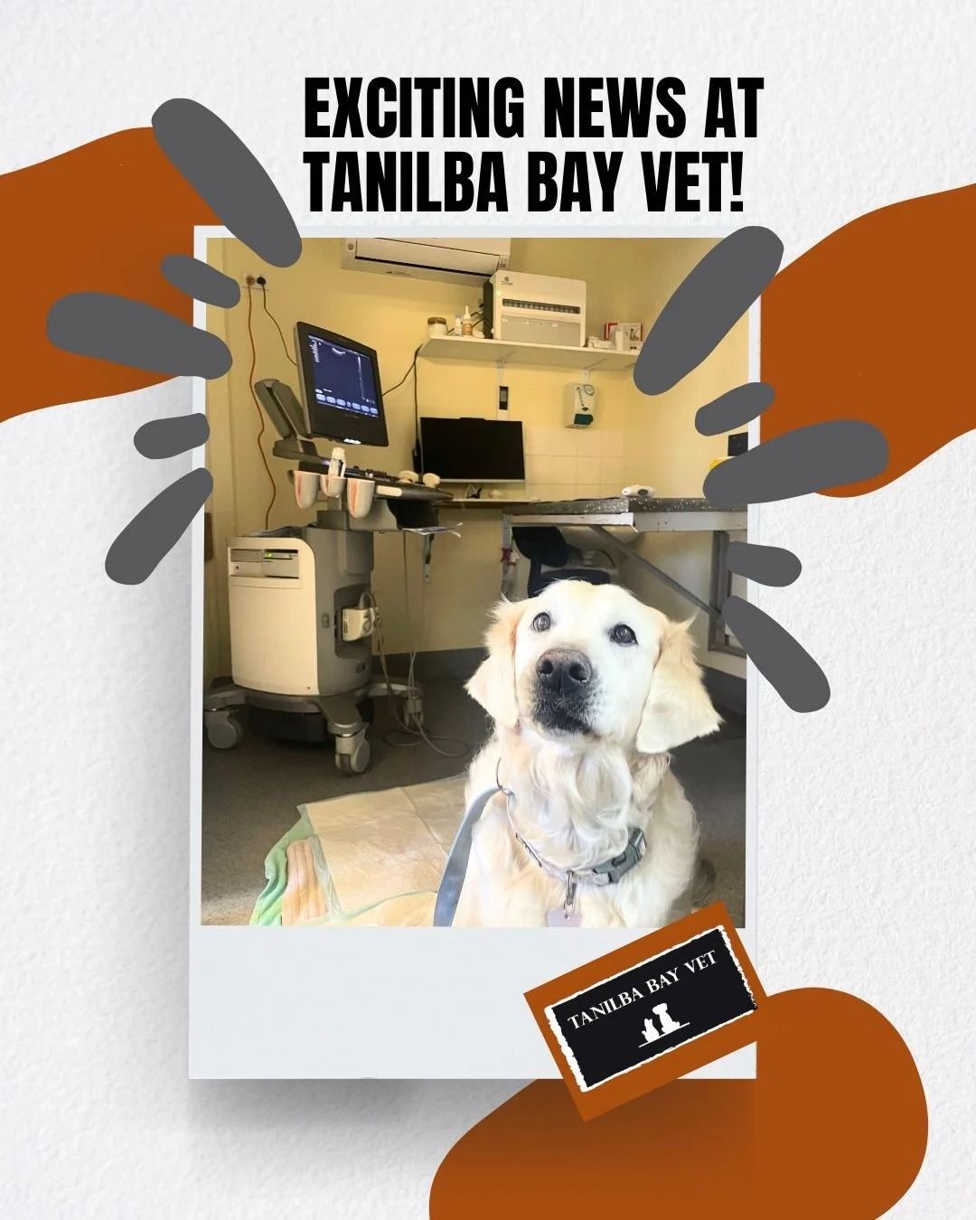 Golden Retriever at Tanilba Bay Vet, Sitting, Waiting — Tanilba Bay Vet in Tanilba Bay, NSW