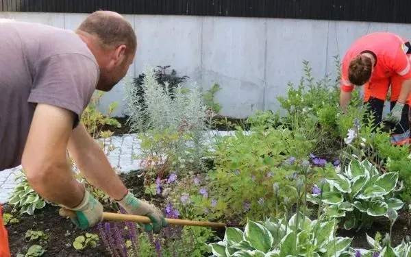 Gartnere som planter og luker i et blomsterbed