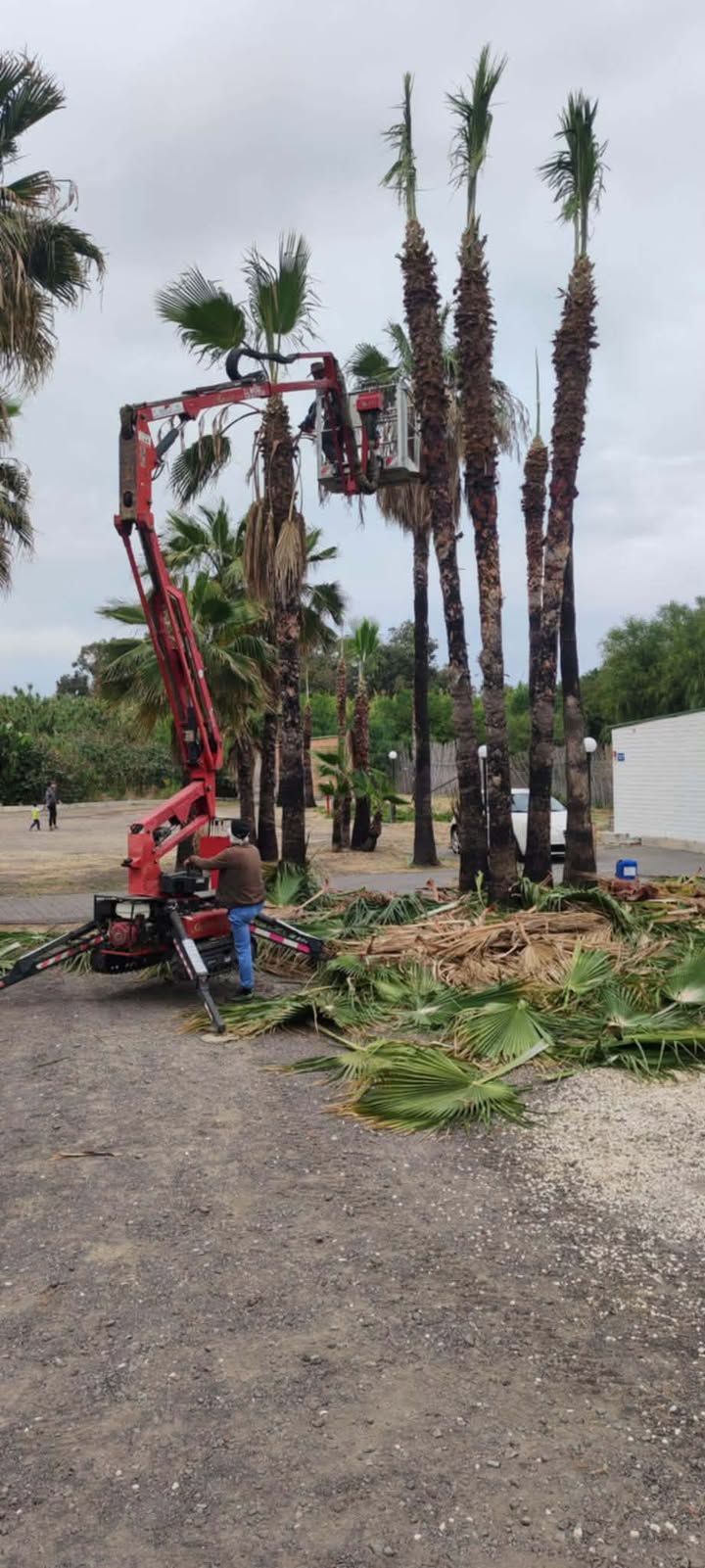 Una gru rossa pota alte palme a lato di una strada sterrata, con le fronde tagliate ammucchiate a terra.