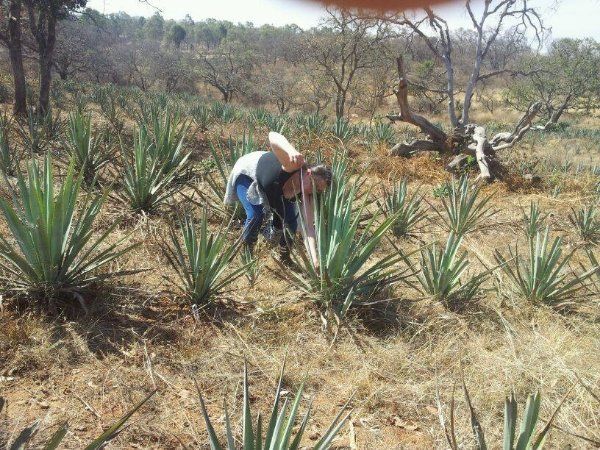 A person is kneeling down in a field of plants