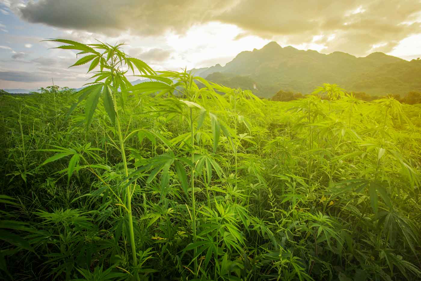 industrial hemp plants in the mountains