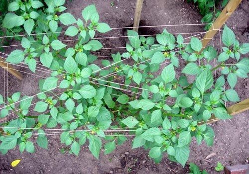 A bunch of green plants growing in the dirt