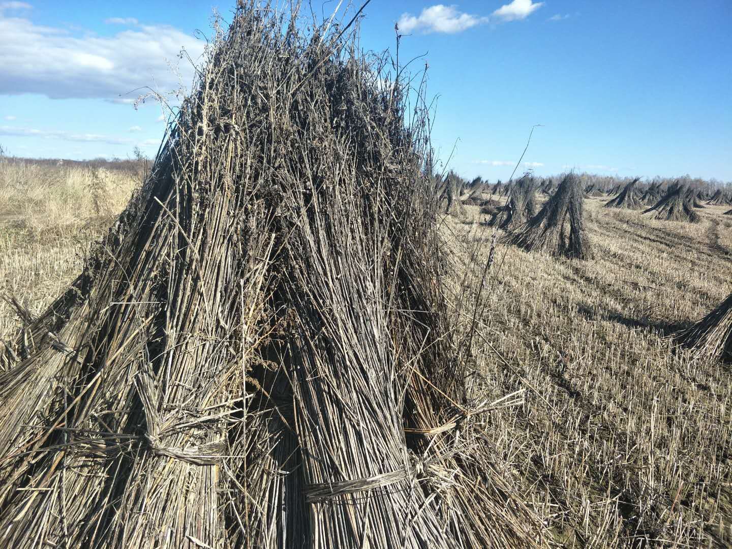 A pile of hay is sitting in the middle of a field.
