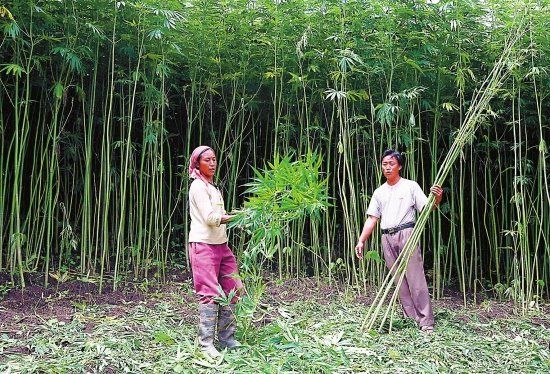 Two people are standing in a field of bamboo trees.