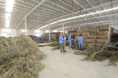 A group of people are working in a large warehouse filled with hay bales.