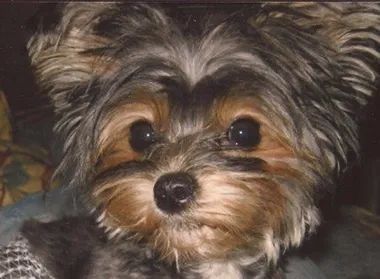 Primo piano di un piccolo Yorkshire terrier dal pelo scuro e dal muso color crema, che guarda in camera.