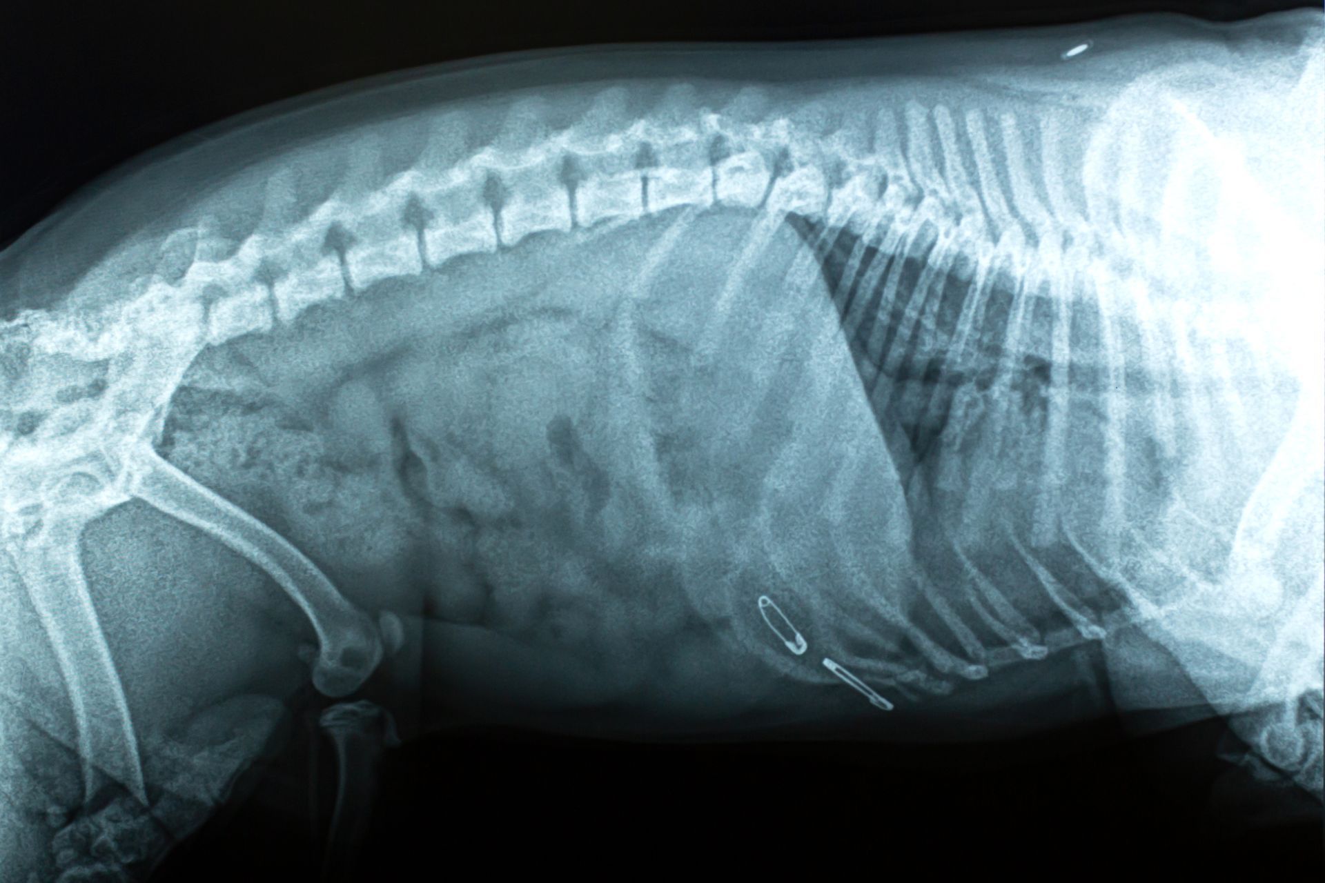 diagnostica