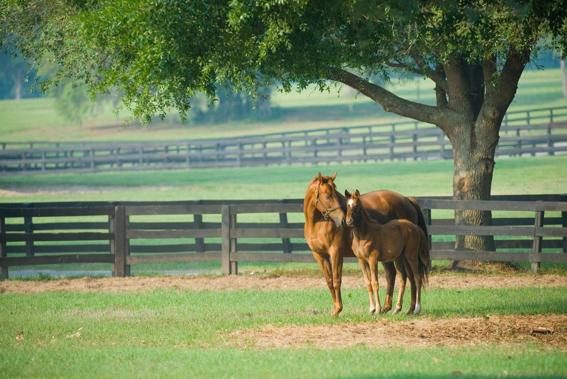 Two horses standing together in a grassy pasture near a tree and wooden fence.