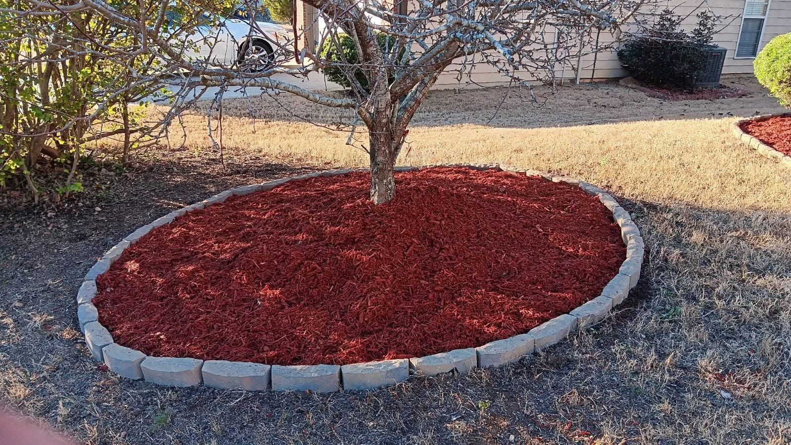 Small tree in a landscaped bed filled with red mulch, bordered by gray stones and gravel around it.