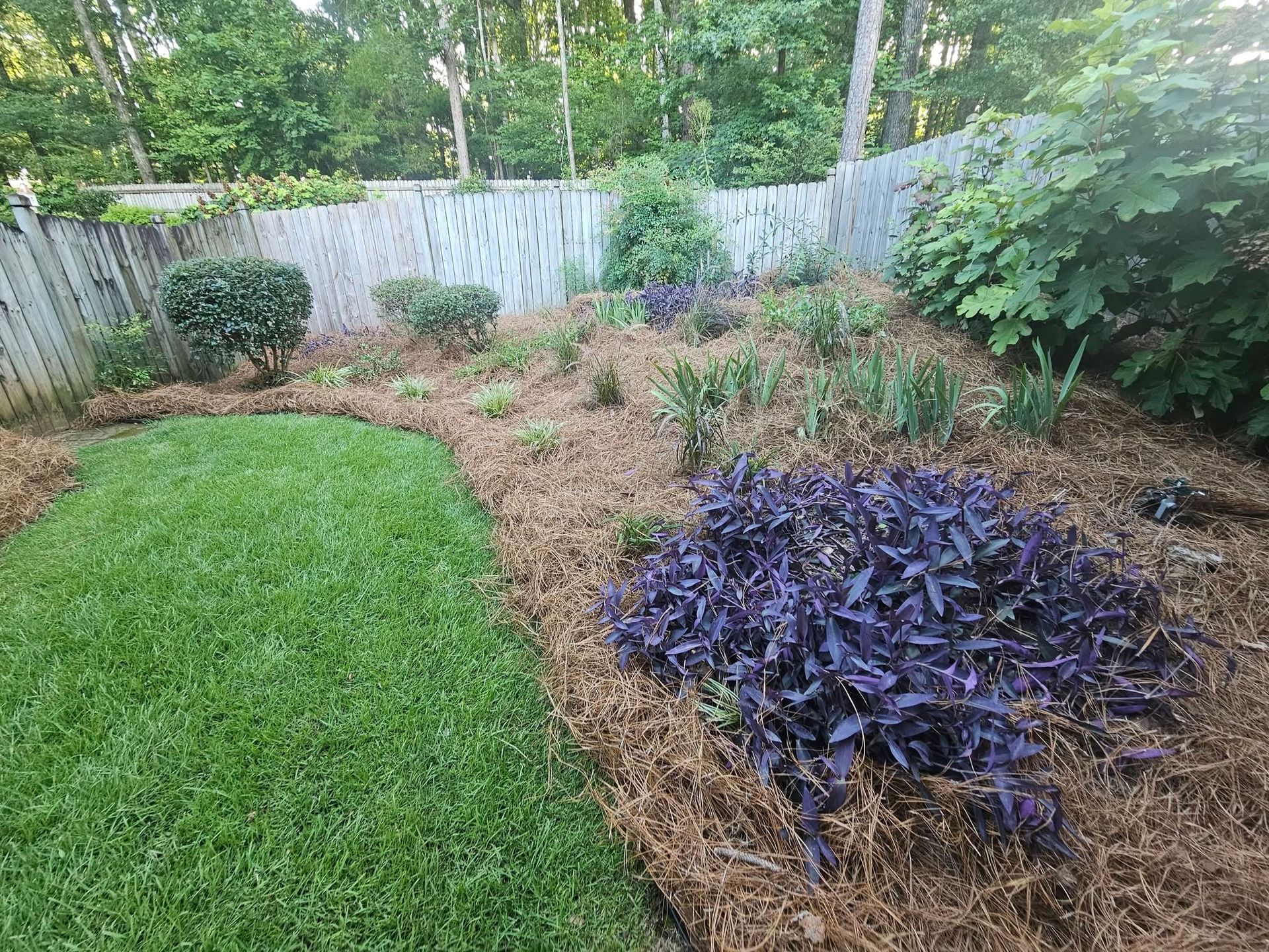 Backyard garden with green lawn, mulch beds, shrubs, and a purple-leaf plant along a white fence.