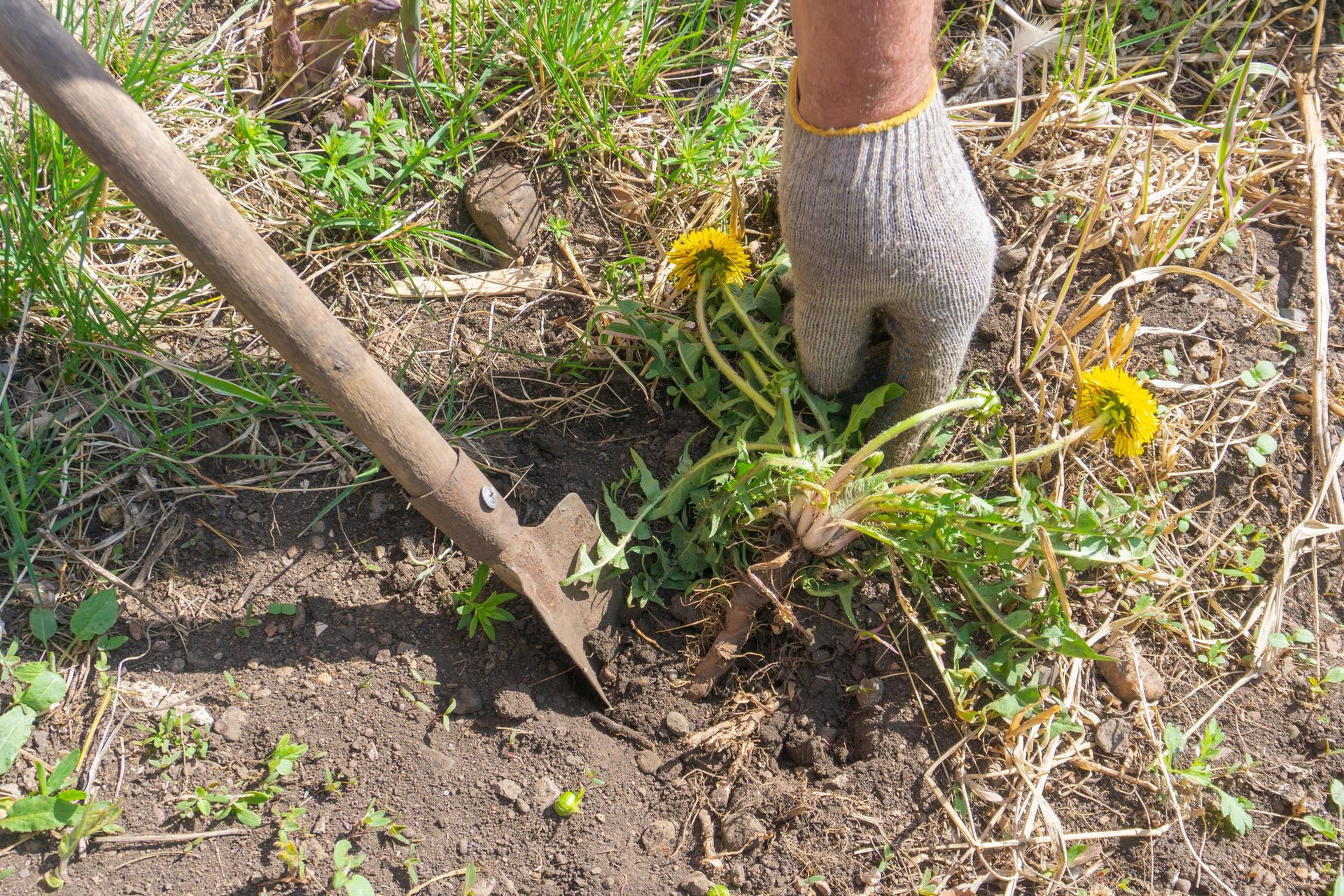 Gloved hand pulling a yellow dandelion with a hoe in a dry garden bed