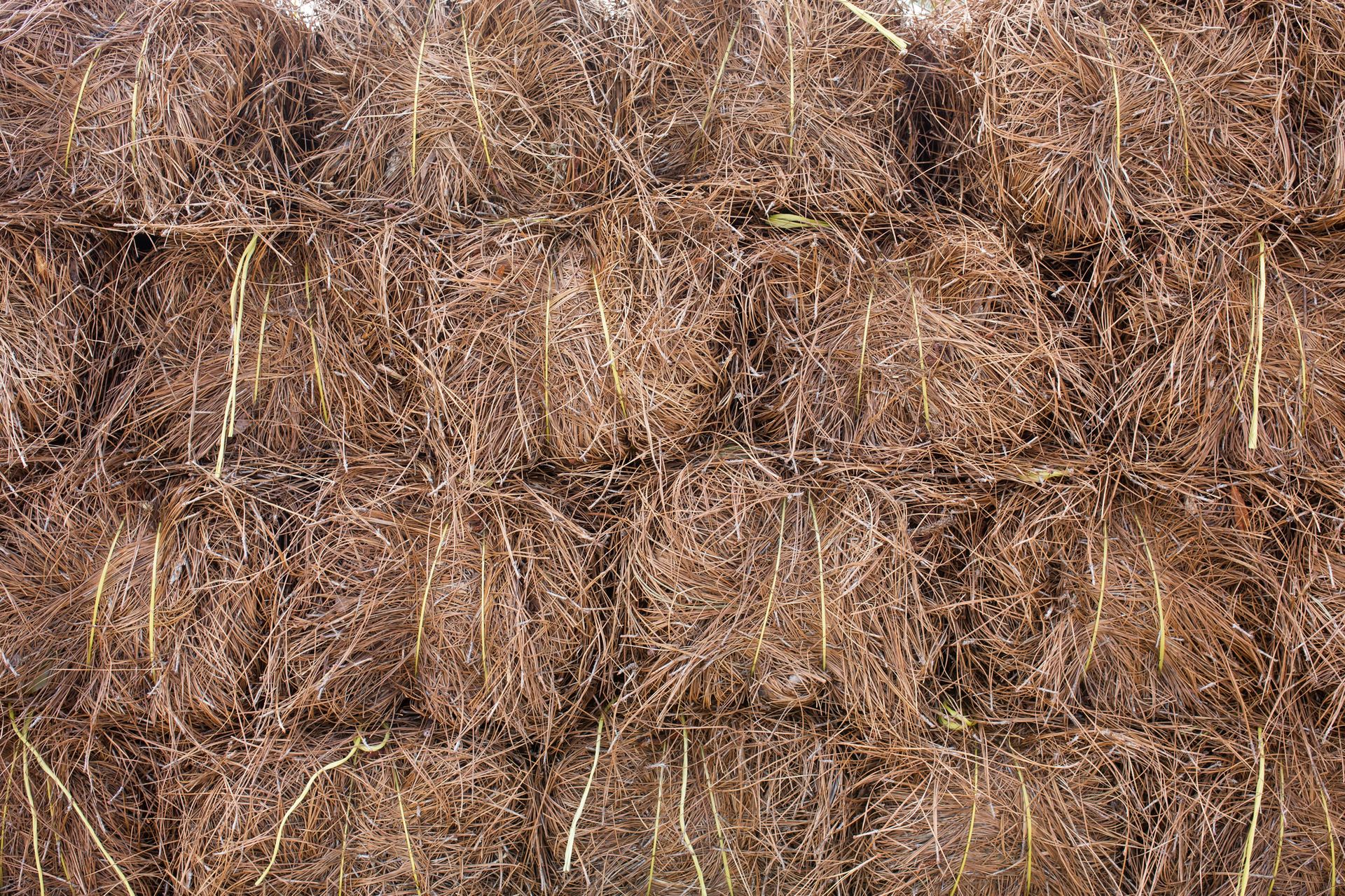 Dry brown vines or branches tangled in a dense thicket filling the frame