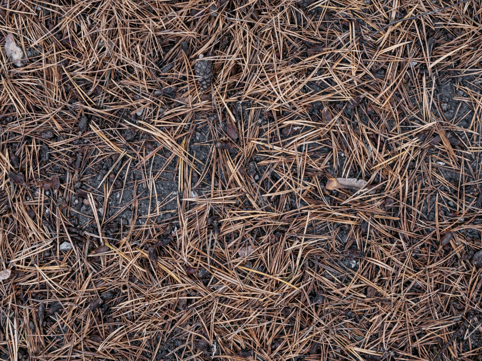 Brown pine needles scattered over dark soil and rocks, forming a textured forest floor.