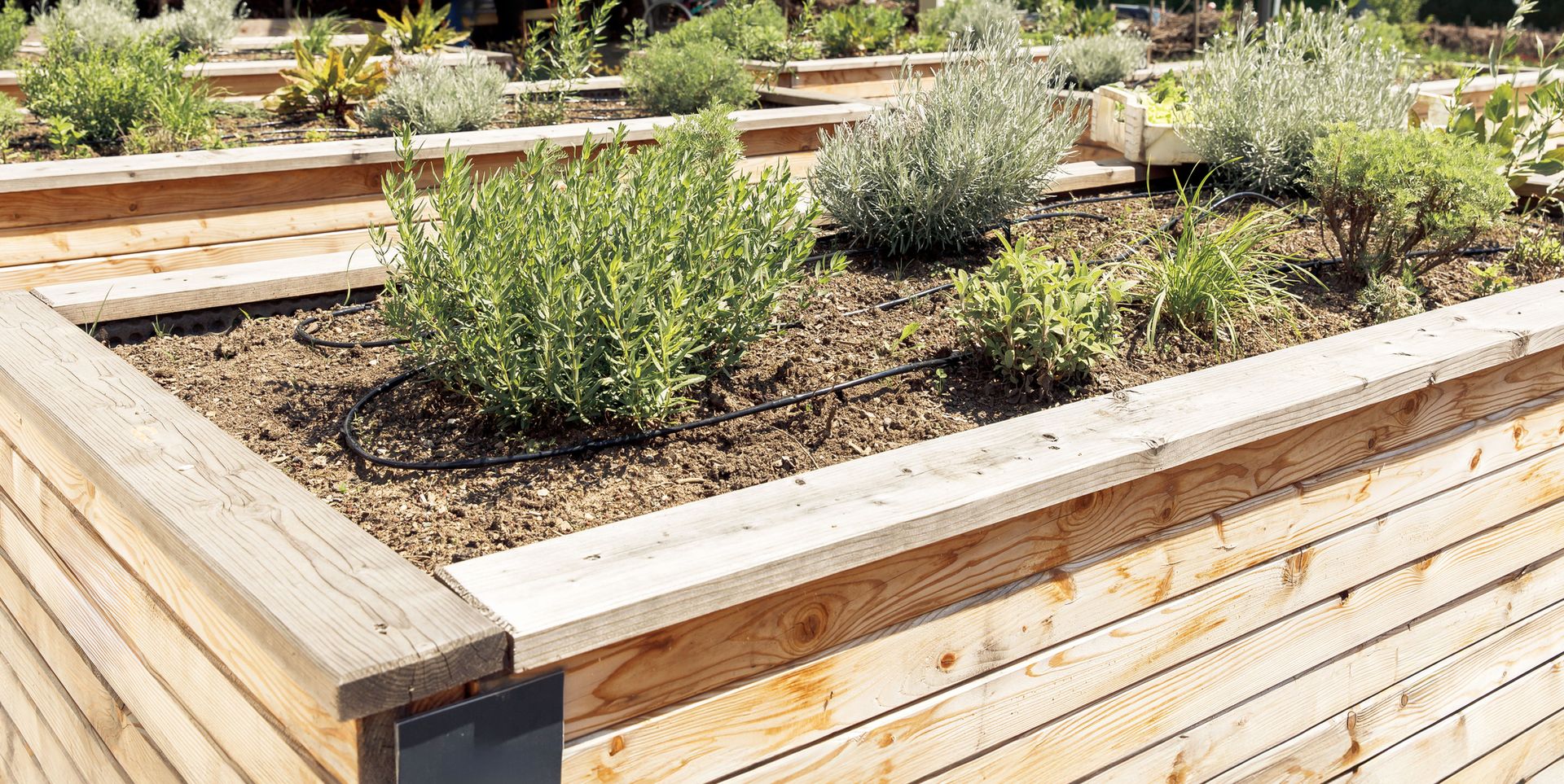 Raised garden beds with young shrubs and mulch in a sunny outdoor garden