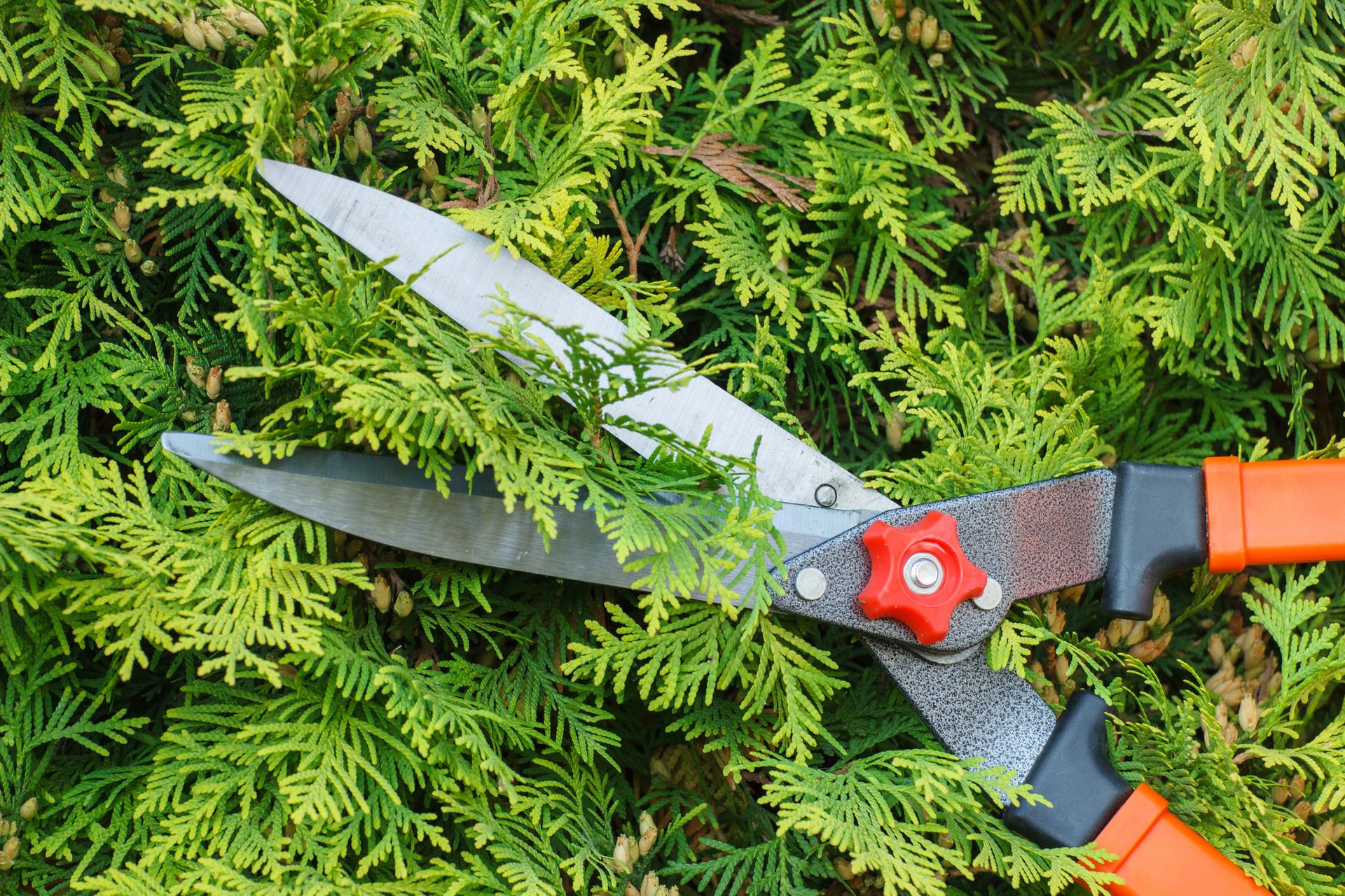 Orange-handled hedge shears cutting green shrubbery