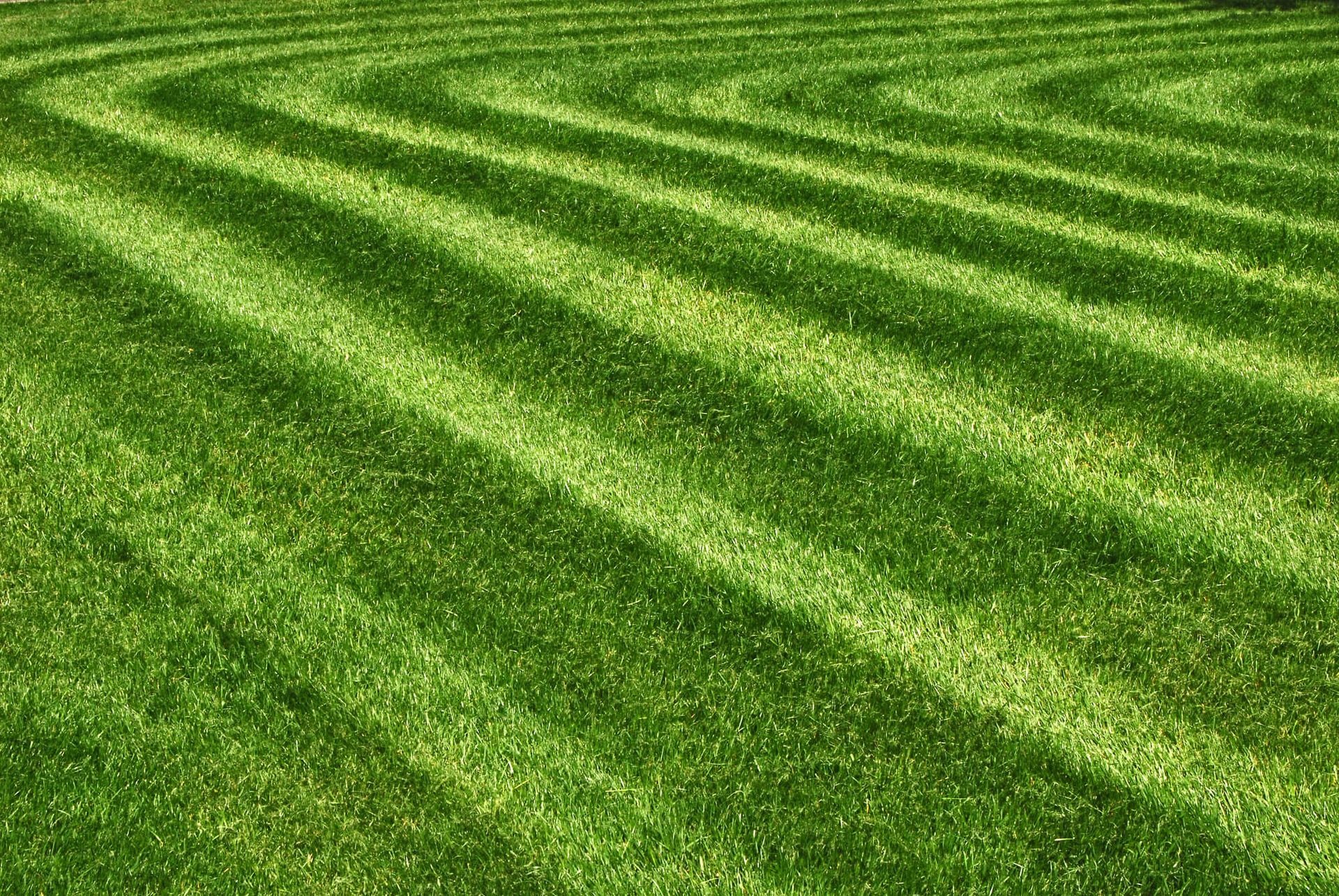 Diagonal rows of bright green grass with alternating light and dark stripes