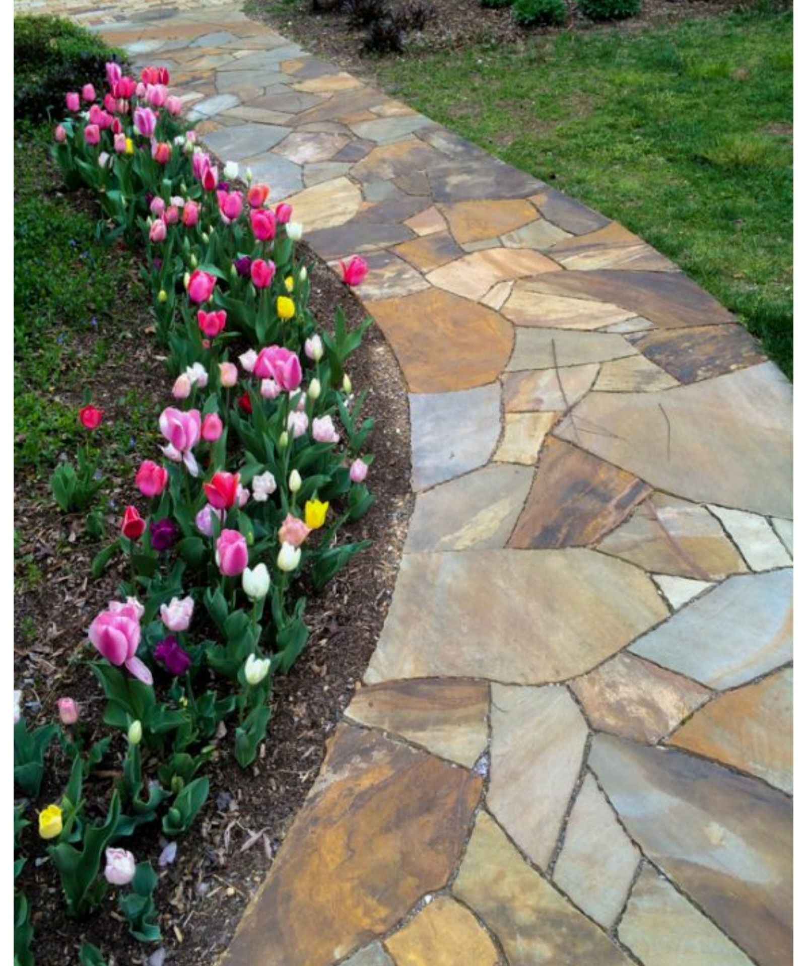 Curving stone garden path beside a flower bed of pink and white tulips