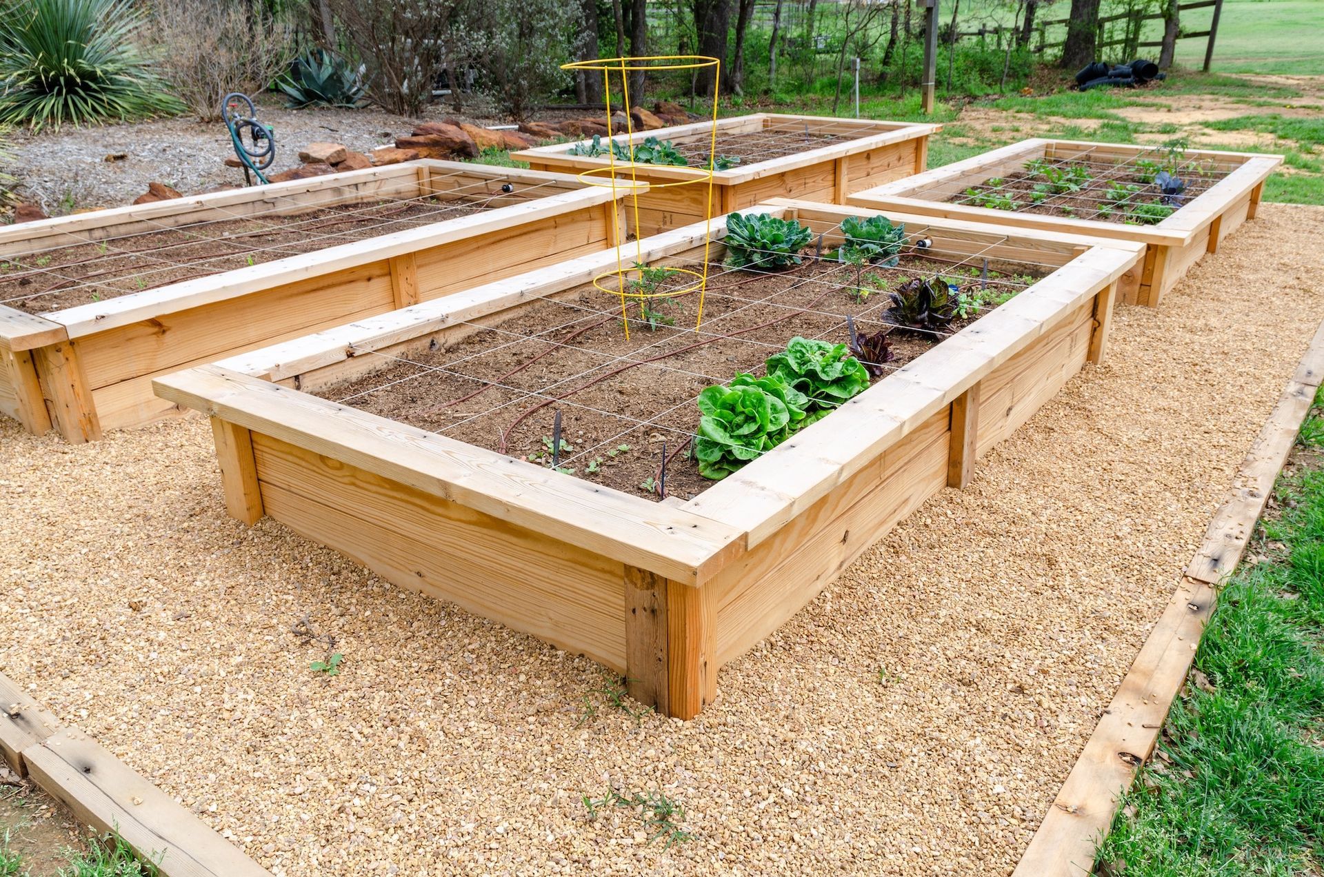 Raised wooden garden beds in a gravel yard with young plants growing inside.