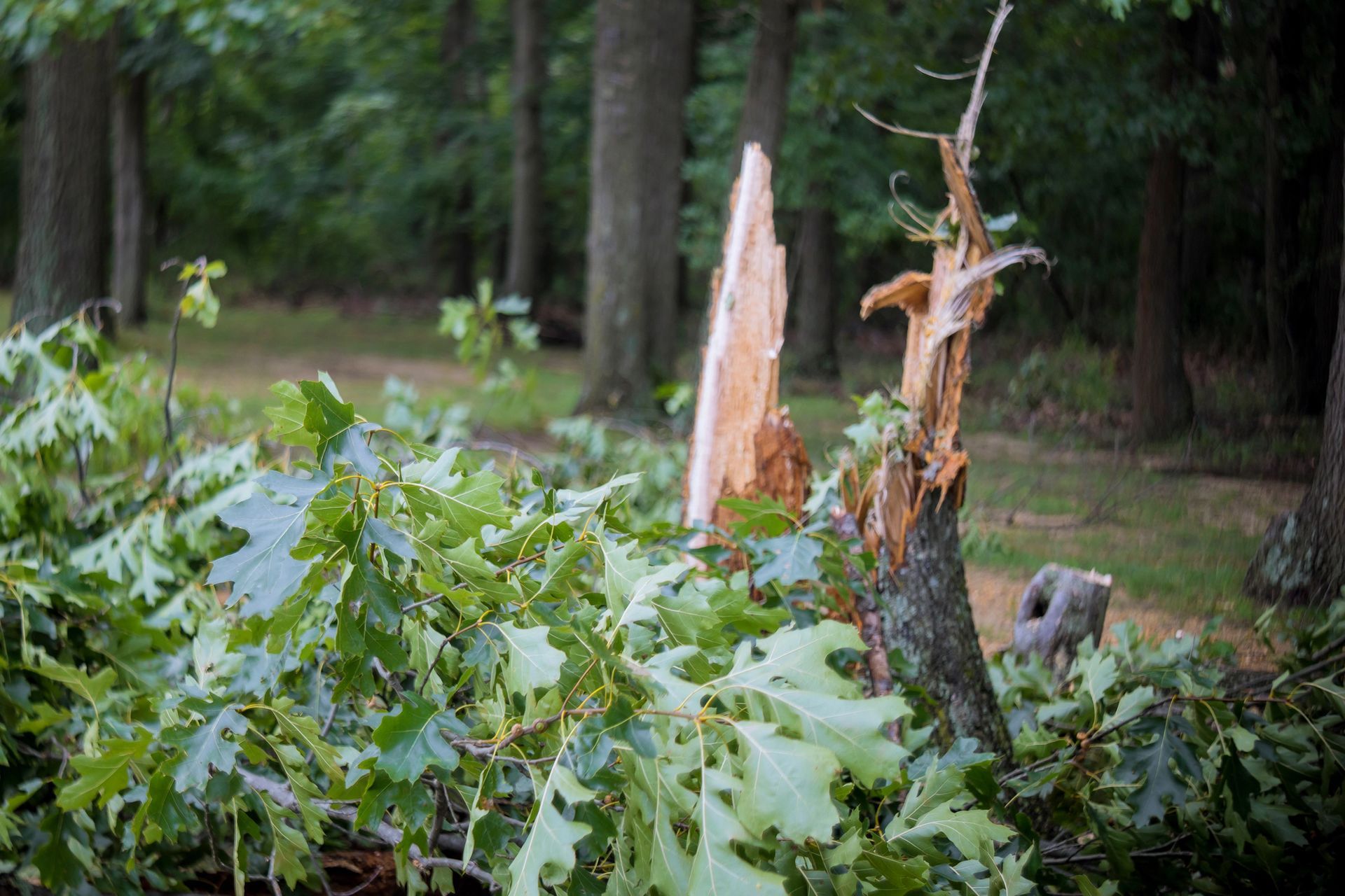 Broken tree stump amid green foliage in a wooded area